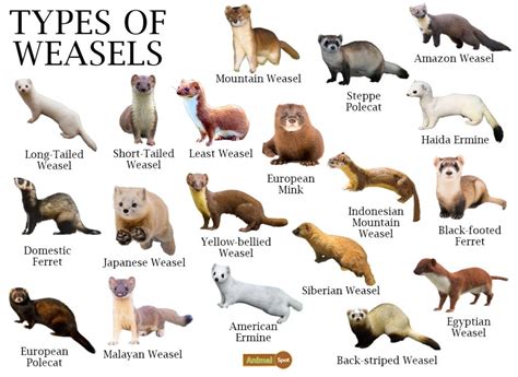 weasel noun .
